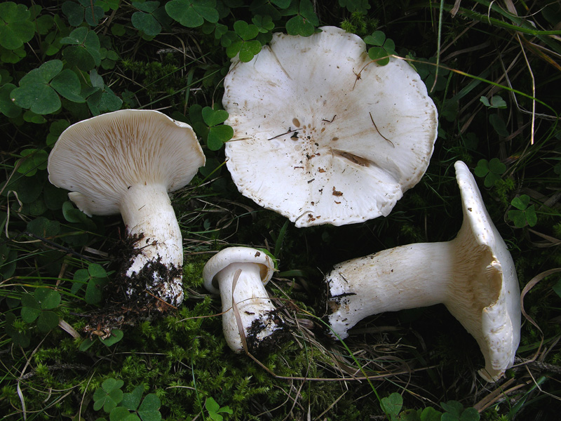 Leucopaxillus paradoxus da confermare.(cfr. L.candidus)